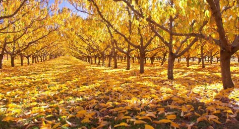 Seasons &amp; Skyscapes - Central Otago - Timelapse Travel Video - Stephen Paitence - July 9 2020