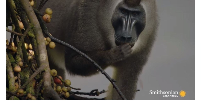 New Wildlife Videos: “The Drill – Among Rarest Primates In The World”