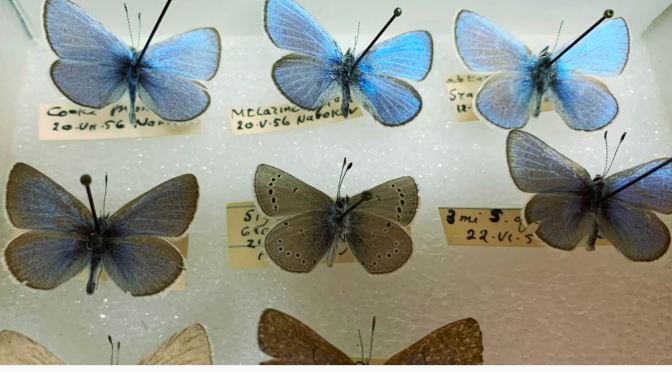Online Collection Video: Cornell To “Digitize” 7 Million Insect Specimens