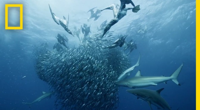 Ocean WildLife Videos: Shark “Sardine Feeding Frenzy” Off South Africa