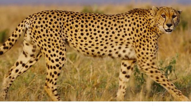 African Wildlife Videos: The “Cheetahs, Lions & Elephants Of Africa”