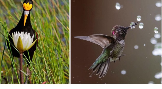 Photography Contests: “2020 Audubon Awards”