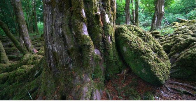 Nature & Forests Videos: The Yew Of Ireland As “Yggdrasil – Tree Of Life”