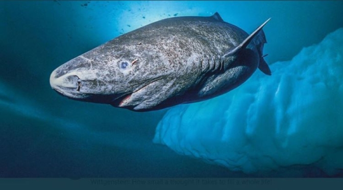 Writer Podcast: “Consider The Greenland Shark” – Which Can Live 500 Years