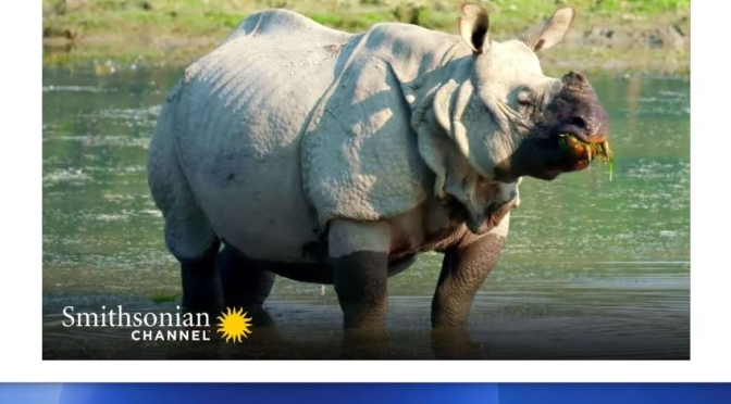 Travel & Wildlife Video:  India’s Endangered ‘One-Horned Rhinoceros’