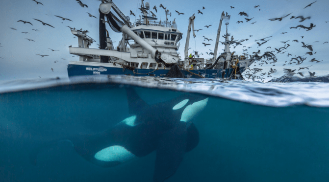 Top New Wildlife Videos: “Feast Of The Killer Whales” By Didier Noirot