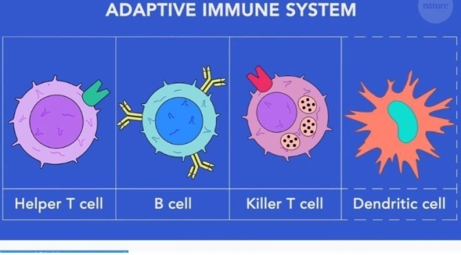 Health Videos: ‘How Vaccines Work With The Adaptive Immune System’