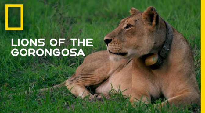 Wildlife Videos: “Lions Of The Gorongosa” (NatGeo)