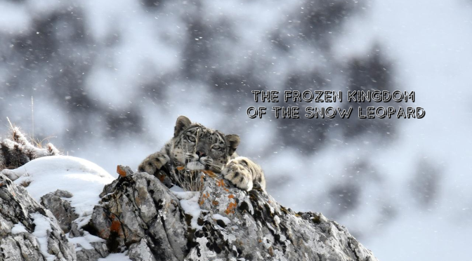 Wildlife Film Trailers: “The Frozen Kingdom Of The Snow Leopard” (Video)