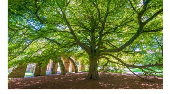 Preservation: ‘Tree Of The Year 2020’ In England, Wales & Scotland (Video)