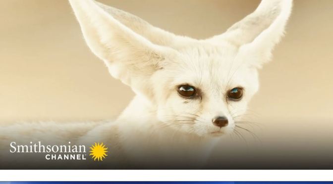 Wildlife Video: ‘Fennec Foxes – Smallest Canines On Earth’ (Smithsonian)
