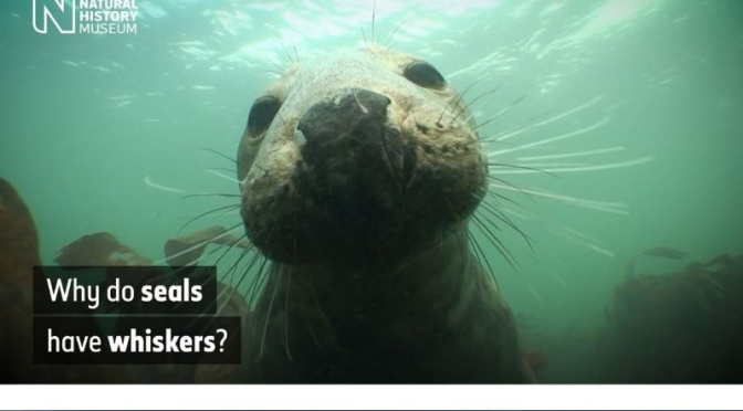 Underwater Wildlife: How Seals’ Whiskers Help Them Hunt Fish (Video)