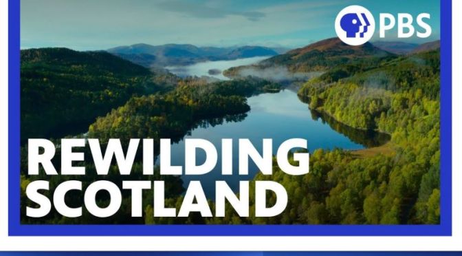 Nature & Wildlife Video: ‘Rewilding Scotland’ (PBS)