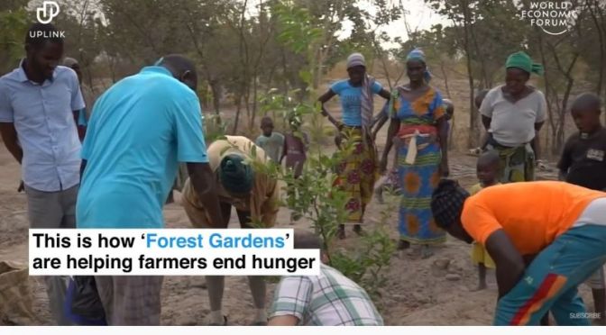 Ecology & Culture Video: ‘Forest Gardens’ Helping To End World Hunger