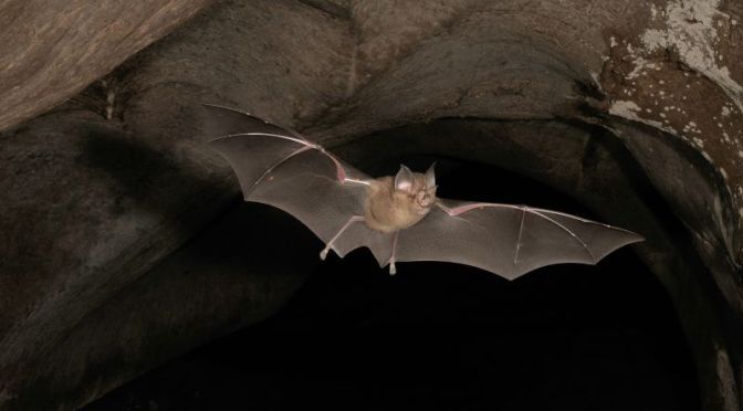 Health & Nature: ‘How Bats Can Transmit Viruses’