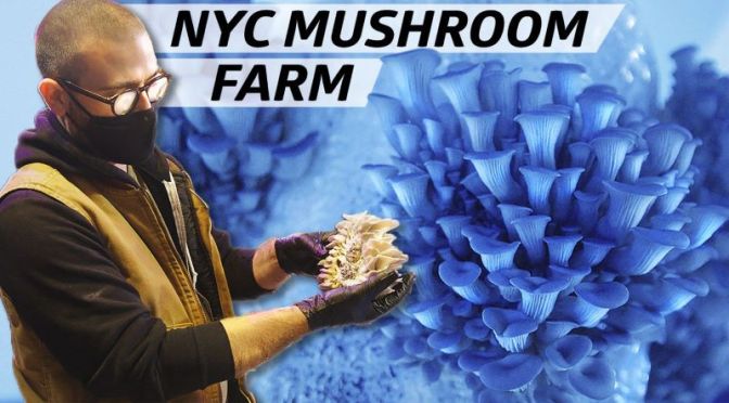 Foods & Dining Video: ‘Smallhold Farms’ Grows Rare & Unique Mushrooms For New York City Eateries