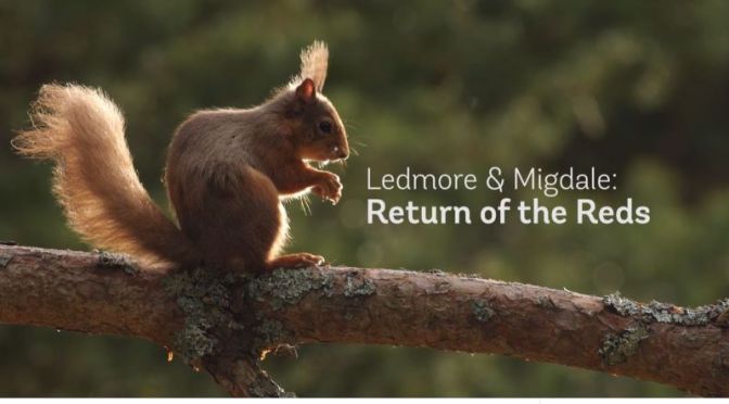 Wildlife: ‘Return Of The Reds’ – Rewilding Red Squirrels Into Scotland