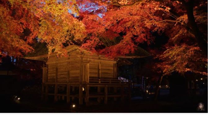 Travel Video: The Autumn Leaves of Chūson-ji Temple In Hiraizumi, Japan