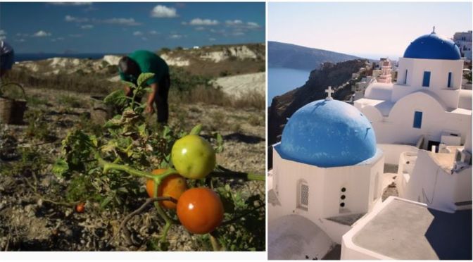 Food & Culture: ‘Saving The Tomato Of Santorini Island, Greece’ (Video)