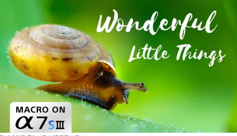 Small Things In Nature Nature & Photography: ‘Wonderful Little Things’ By Christian Fleischer ...