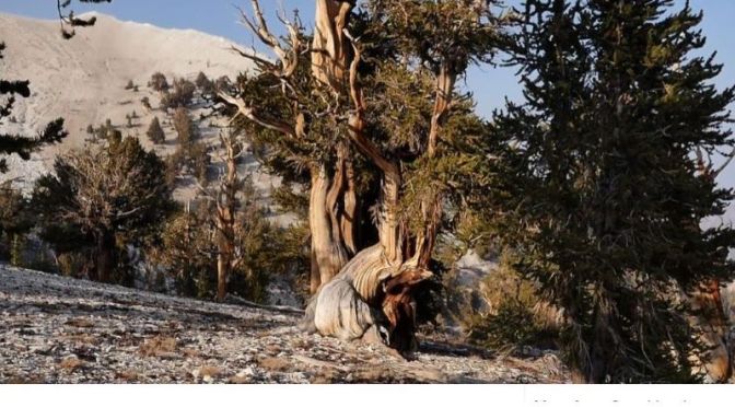 Travel Video: The ‘Ancient Bristlecone Pine Forest’ In Northern California
