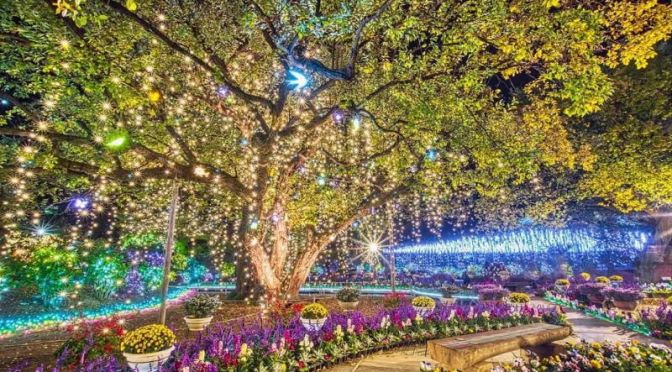 Walking Tour: ‘Ashikaga Flower Park illumination 2020’ In Japan (Video)
