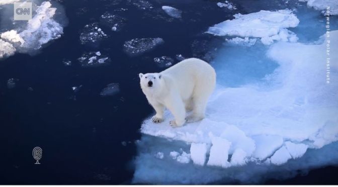 Arctic Wildlife: ‘Tracking Polar Bears With Emails’