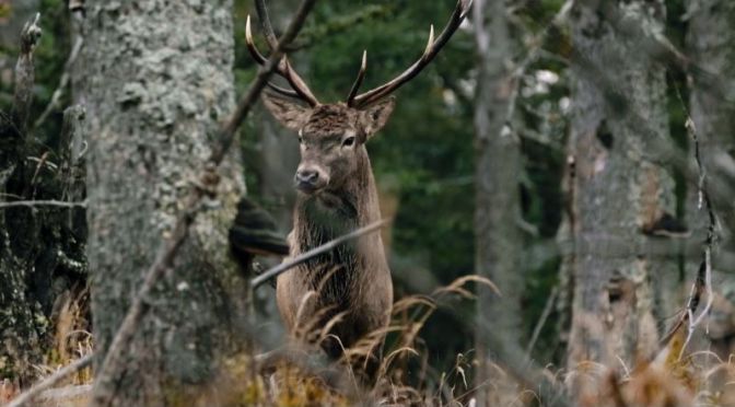 Travel & Nature: ‘Czech Wildlife In 2020’ (Video)