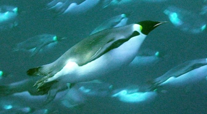 Ocean Wildlife: Emperor Penguins ‘Deep Sea Diving’ For Food (BBC Video)