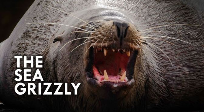 Ocean Wildlife: ‘Sea Lions – Grizzly Bears Of The Sea’