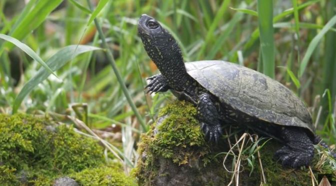 Wildlife: The Uncertain Origins And Evolution Of The Turtle (Video)