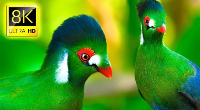 VIEWS:  Birds Of The World In ‘8K ULTRA HD’ (VIDEO)