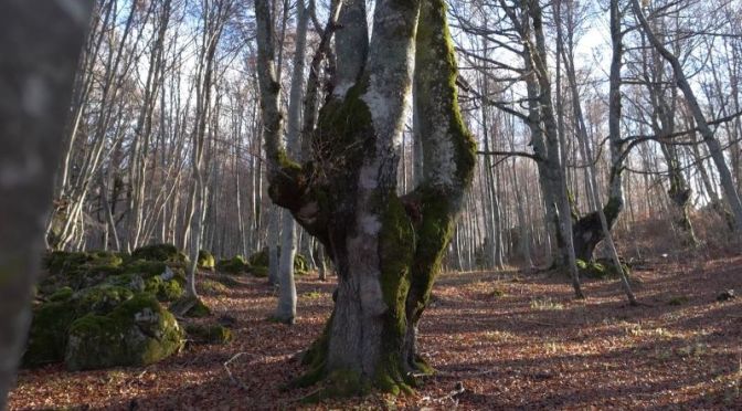Wilderness Timelapse: ‘Spirit In The Forests’ Of Abruzzo, Italy (Video)