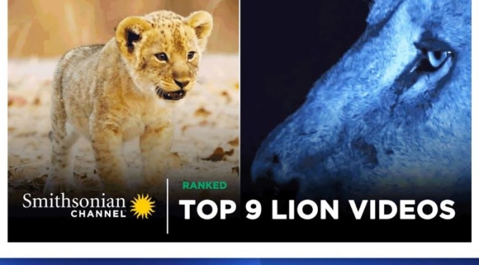 Wildlife & Travel: ‘Top 9 Lion Videos’ From The Smithsonian Channel