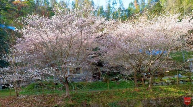 Travel: Winter Cherry Blossoms In Japan (Video)