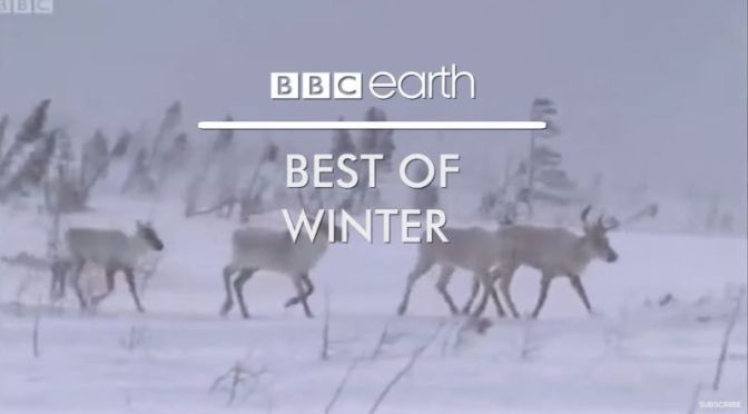 Wildlife: ‘Best Of Winter’ From BBC Earth (Video)