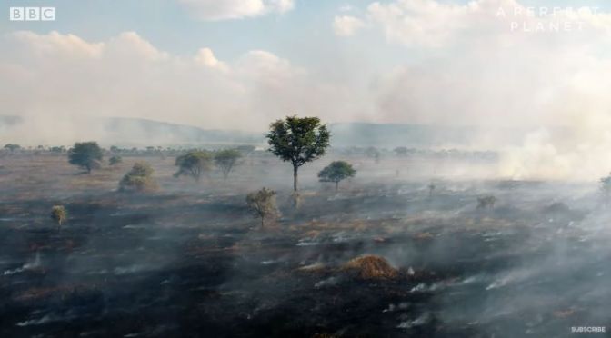 Ecology: Benfits Of 50% Of Serengeti Grasslands Burning  Each Year (Video)