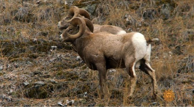 Wildlife: Big Horn Sheep In The Sapphire Mountains, Western Montana (Video)
