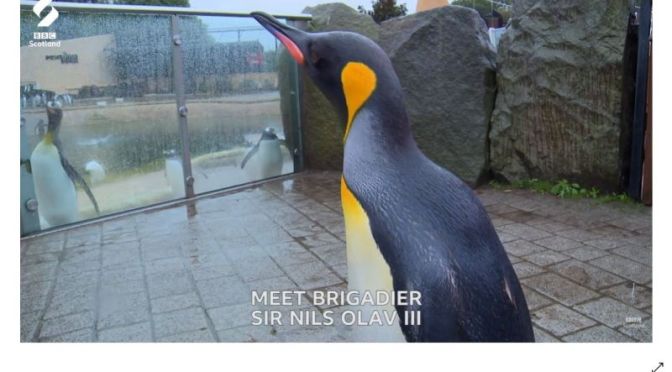 Profiles: ‘Brigadier Sir Nils Olav III’ – A King Penguin In Edinburgh Zoo (BBC Video)