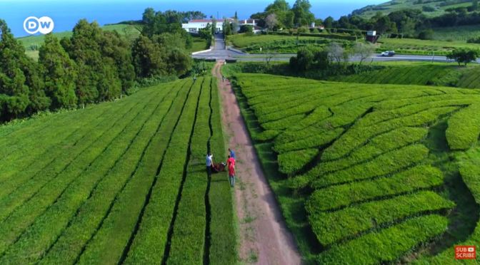 Travel & Culture: ‘Chá Gorreana’ Tea Plantation, The Azores, Portugal