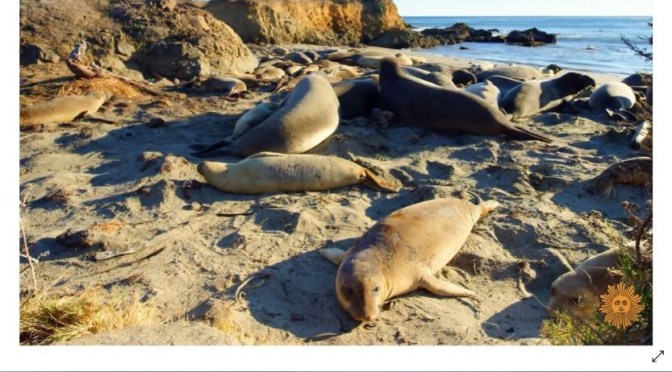 Marine Wildlife: ‘Elephant Seals’ On Beaches In San Simeon, California (Video)