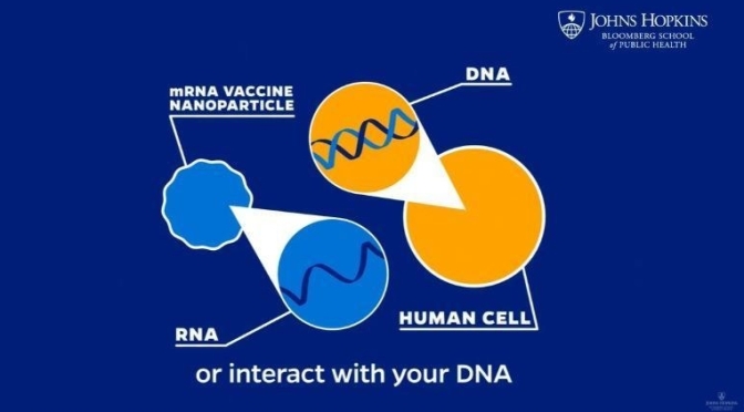 Covid-19: ‘How mRNA Vaccines Work’ (Video)