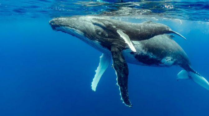 Marine Wildlife: ‘The Humpback Whale’ (Video)