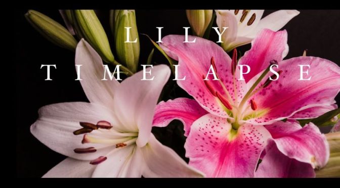 Timelapse Photography: ‘Lilies In Bloom’ (4K Video)