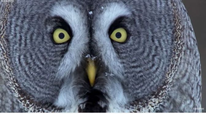 Wildlife: ‘Owls – Master Aerial Predators’ (Video)