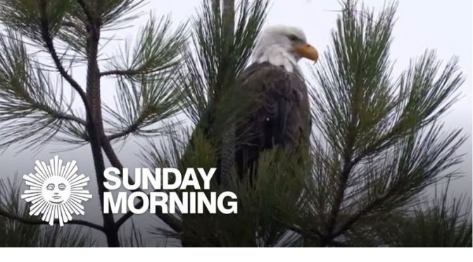 Nature: ‘Bald Eagles’ In Northern Idaho (Video)