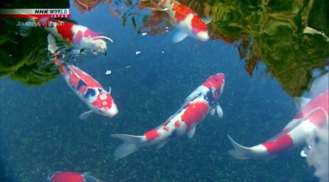 Travel & Culture: The ‘Nishikigoi’ – Koi Fish Of Ojiya, Japan (Video)