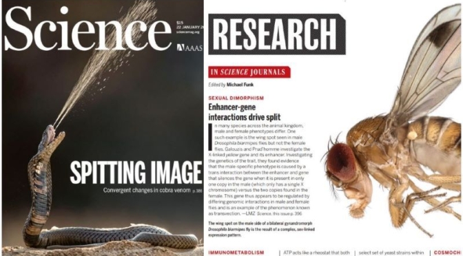 TOP JOURNALS: RESEARCH HIGHLIGHTS FROM SCIENCE MAGAZINE (JAN 22, 2021)