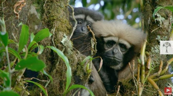 Wildlife: Saving The ‘Skywalker Gibbon’ Of Southwest China (Video)