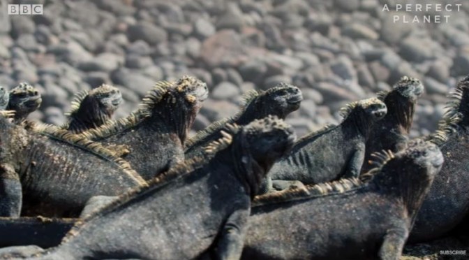 Ocean Wildlife: ‘Marine Iquanas’ Of The Galápagos Islands (BBC Earth Video)